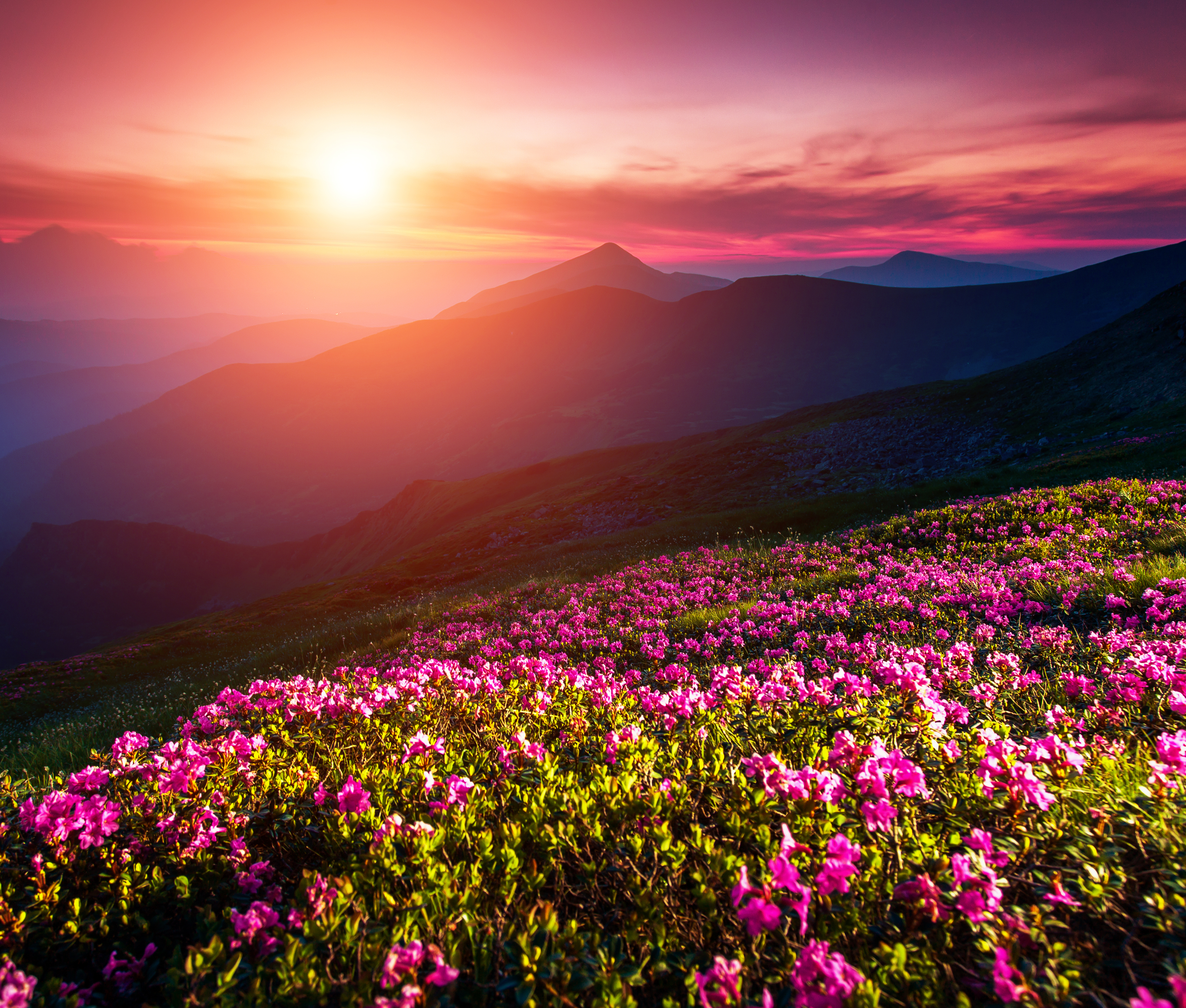 Photo free sunset, meadow, flowers