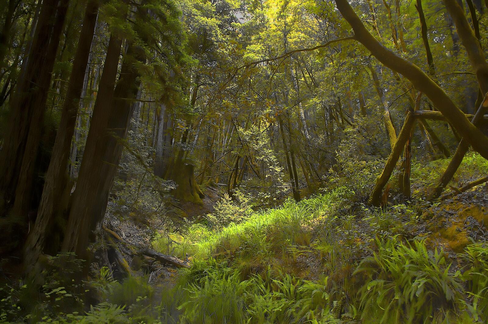 Wallpapers forest landscape plants on the desktop