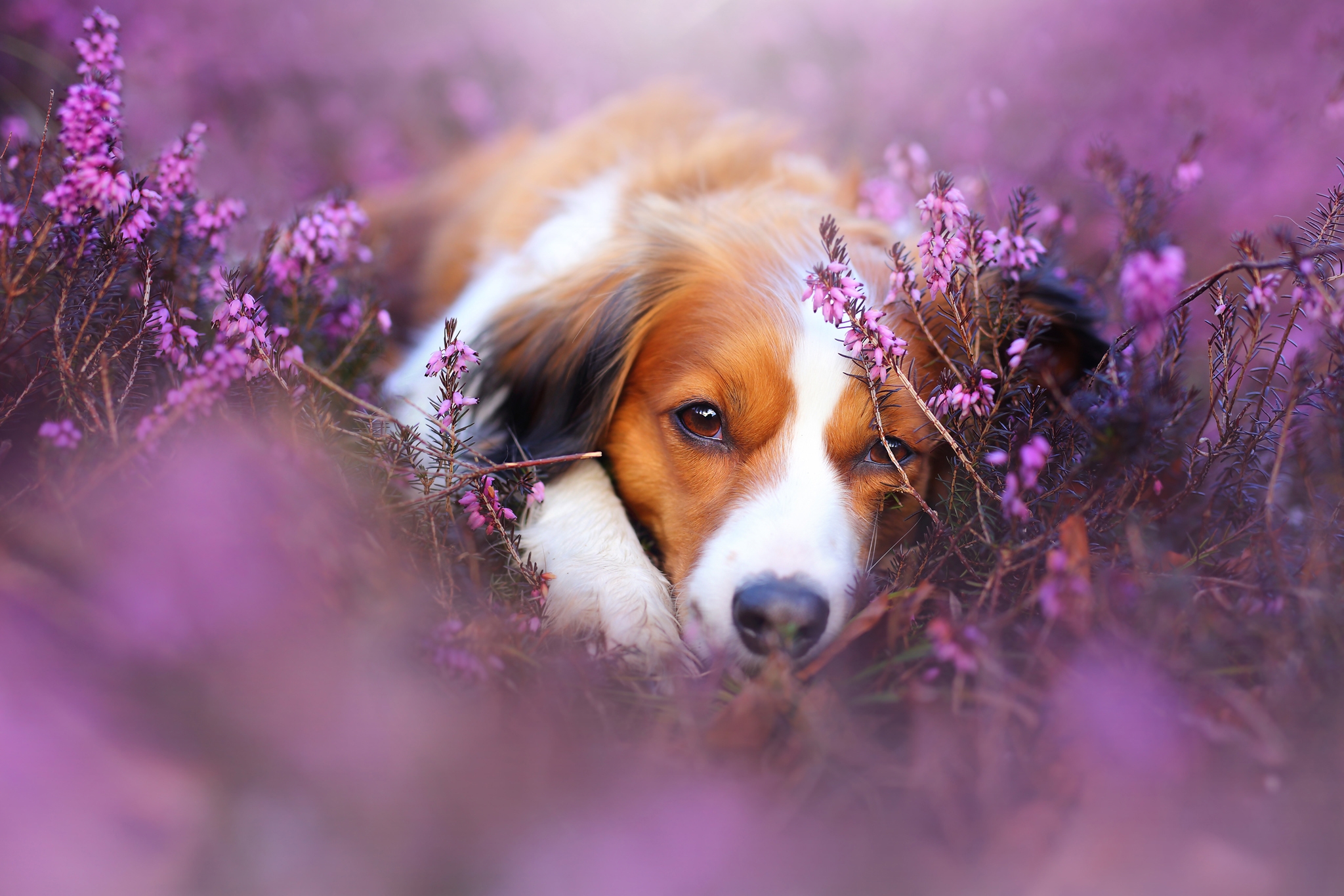 Wallpapers puppy nicely flowers on the desktop