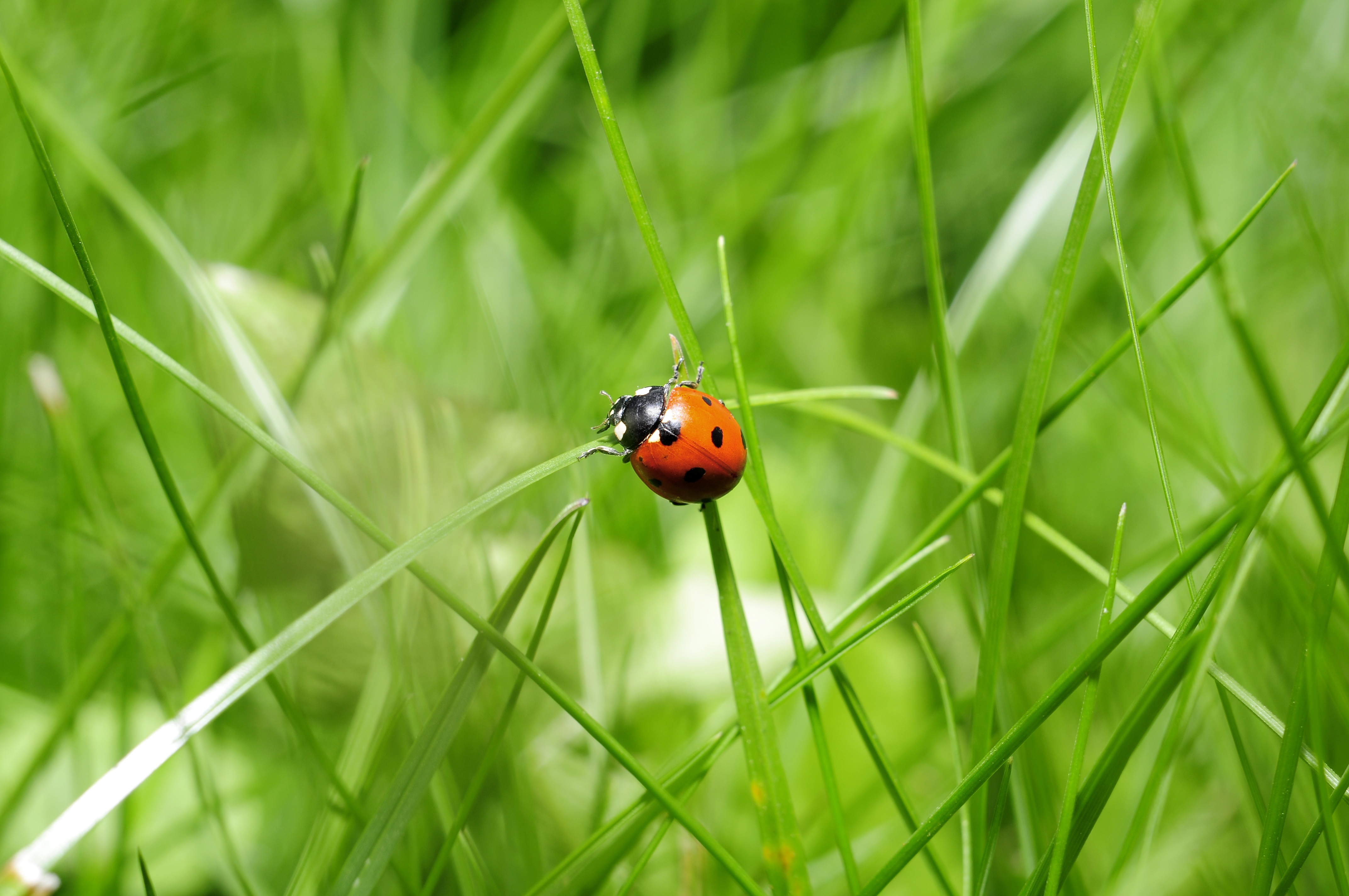 Wallpapers grass insect green on the desktop