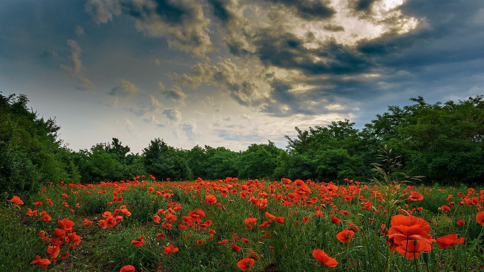 Wallpapers nature sky poppies on the desktop