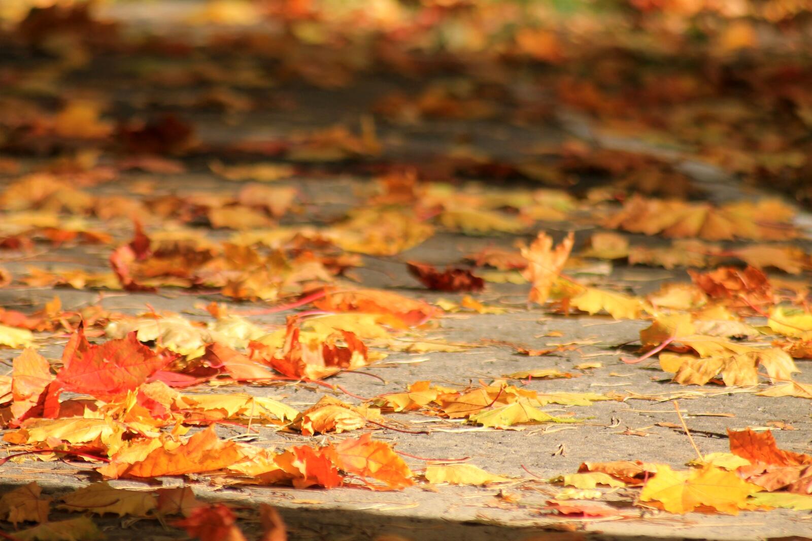 Wallpapers nature pavement leaf fall on the desktop