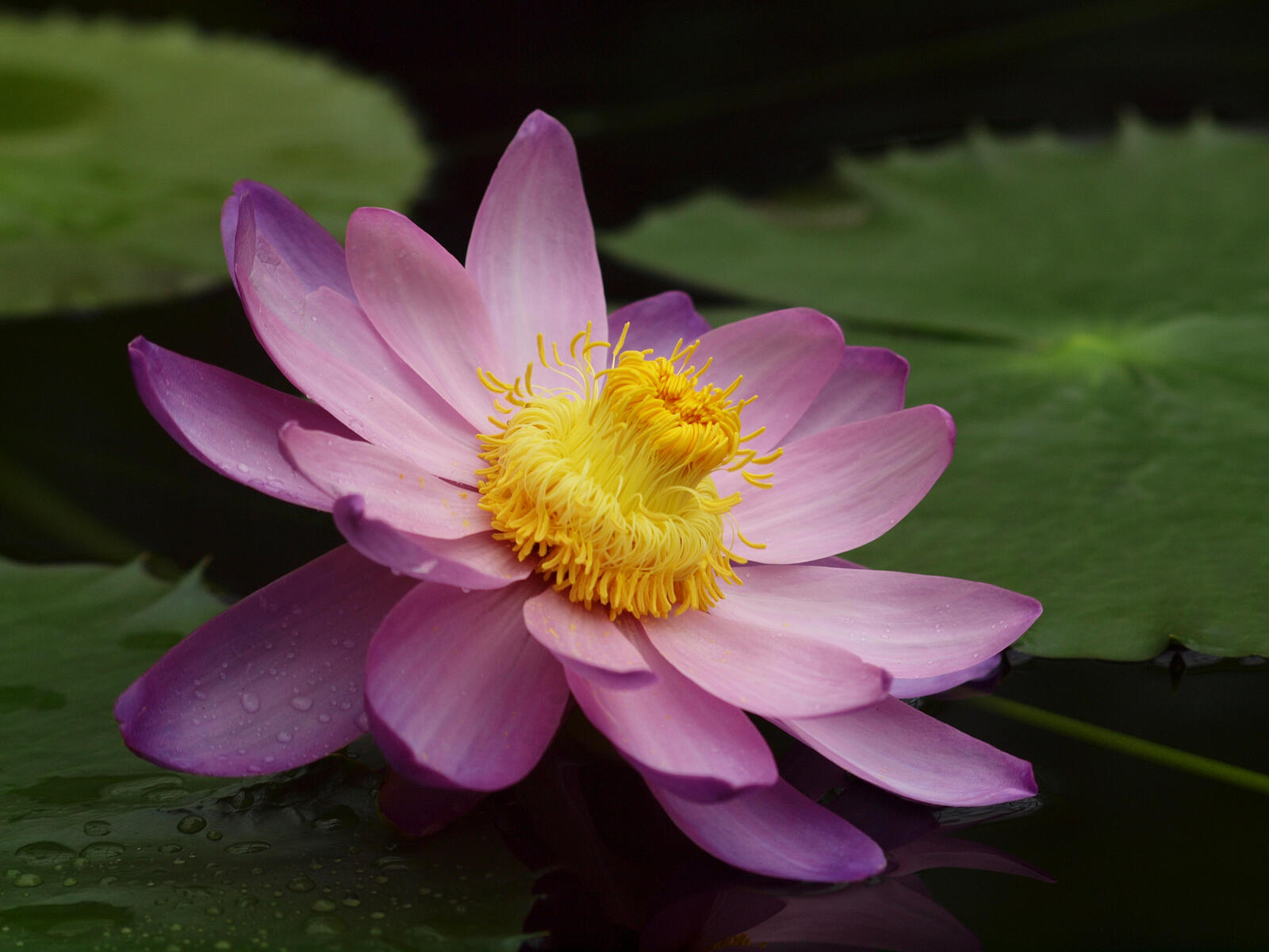 Wallpapers Lotus body of water pink flower on the desktop