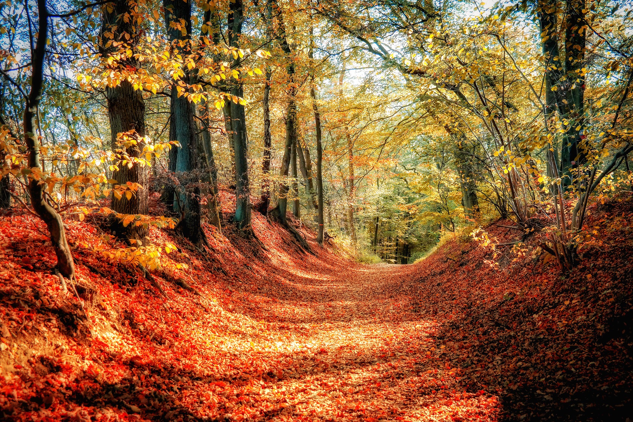 Wallpapers landscape paints of autumn forest on the desktop