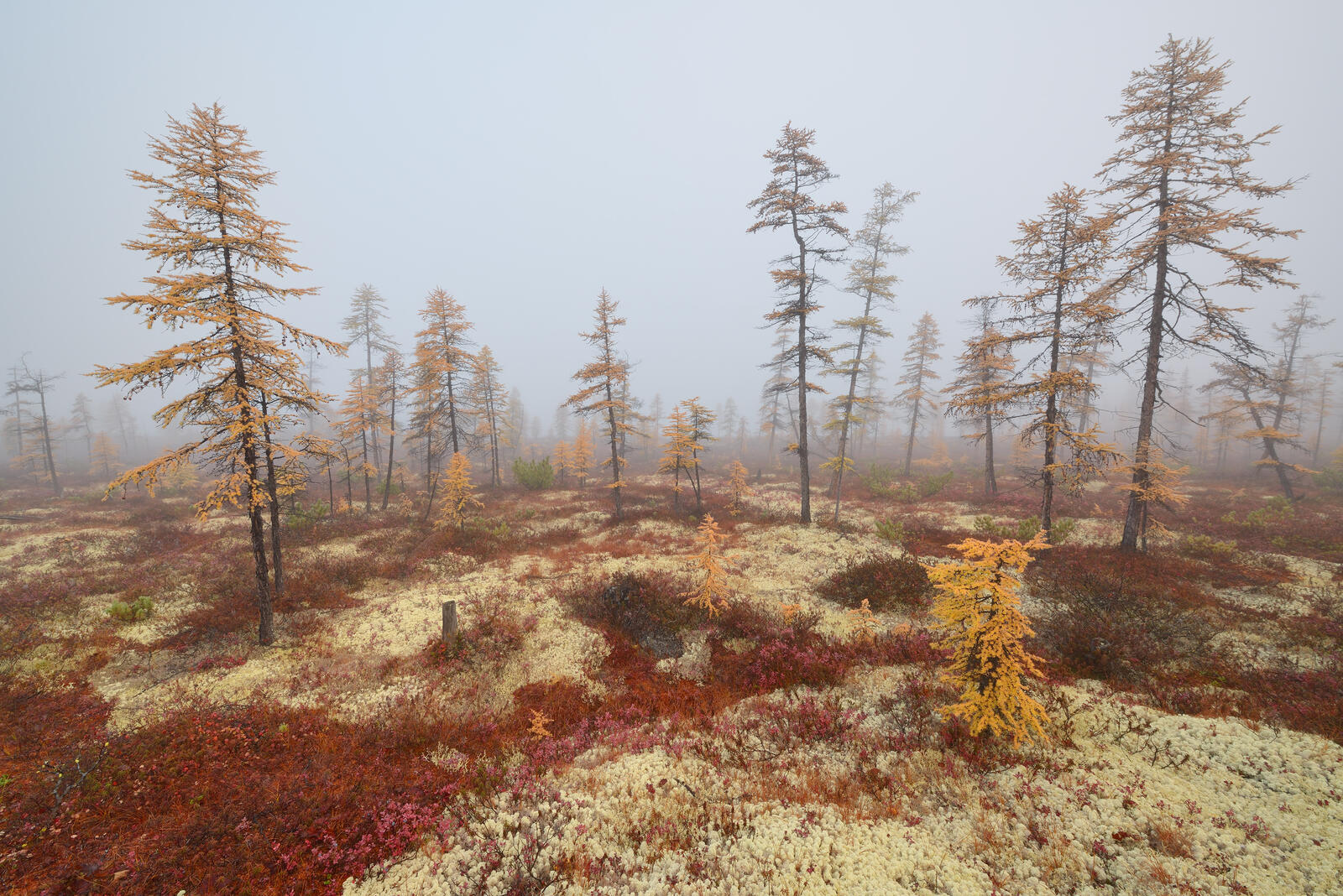 免费照片秋天的薄雾