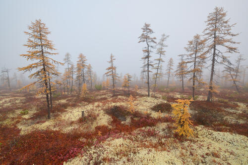 Mists of autumn
