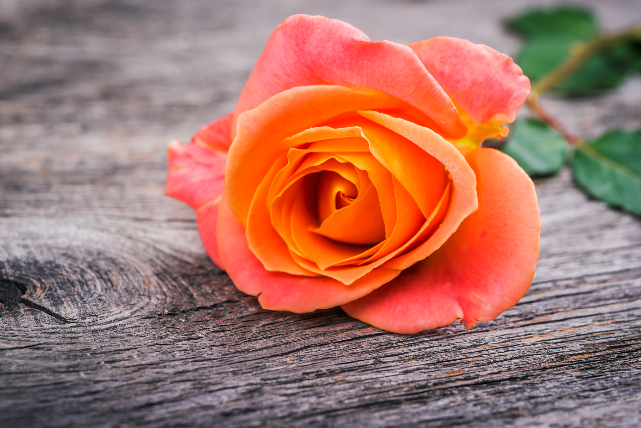 Free photo Orange rose on a wooden table