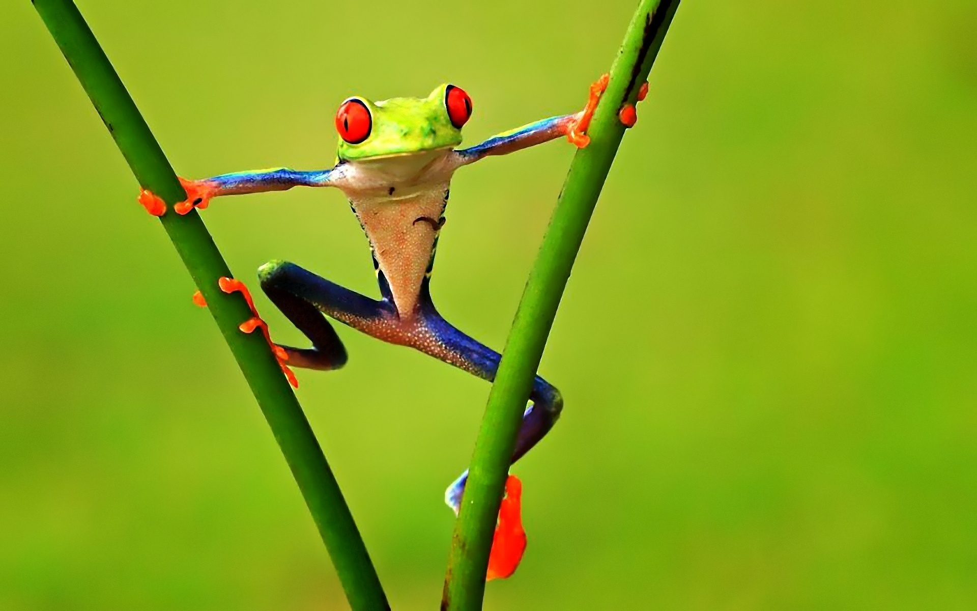 Photo free frog, mixed colors, two sprigs