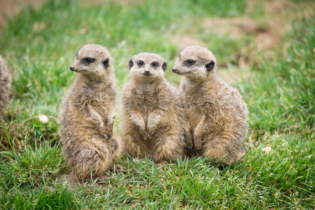 Children of meerkats