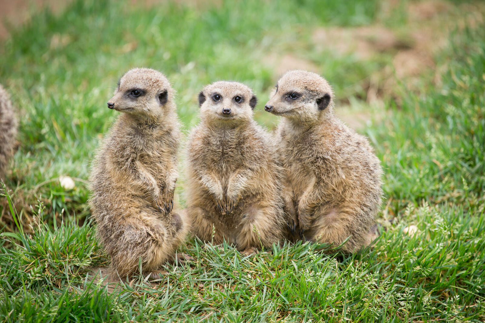 Free photo Children of meerkats