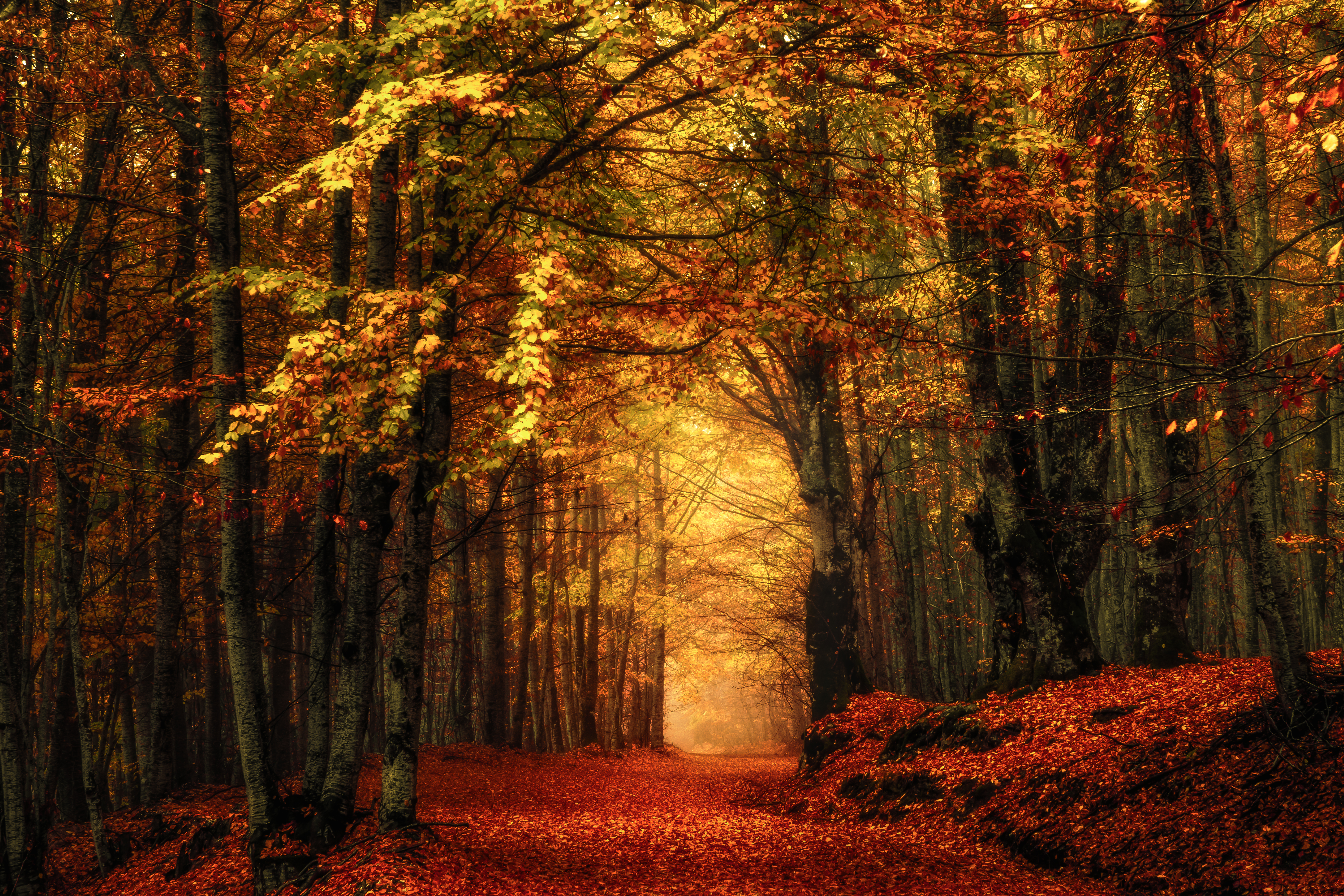 Wallpapers fog autumn time forest on the desktop