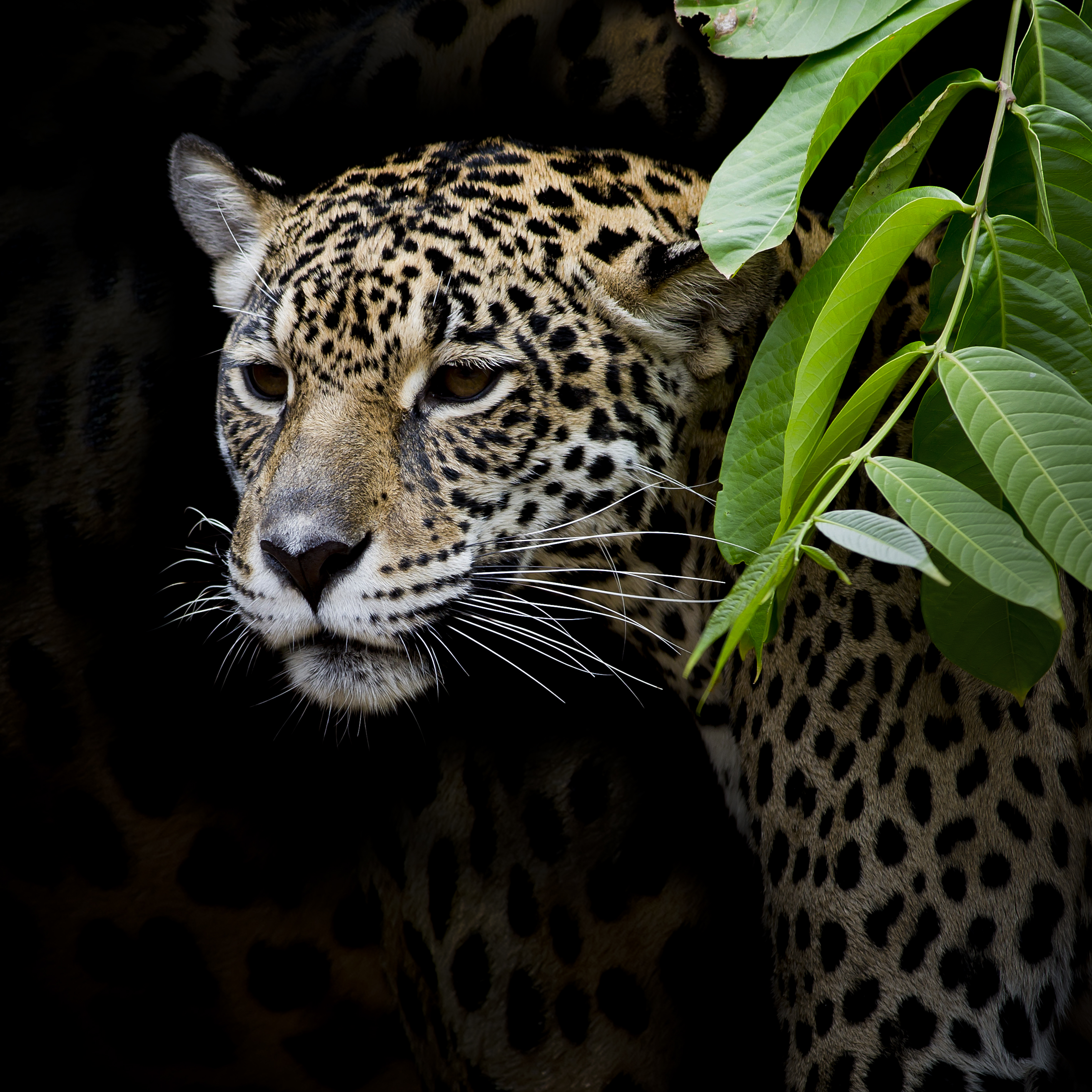 Photo free Leopard portrait, animals, big cat