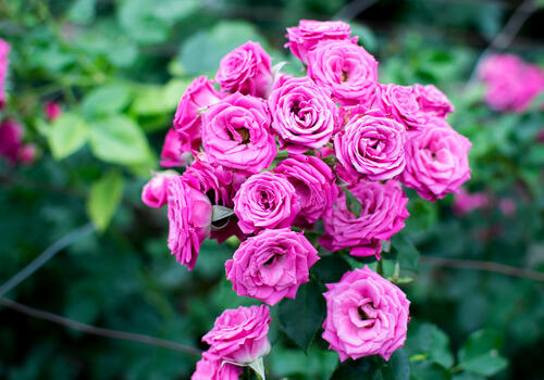 鲜花，一朵玫瑰作为你手机的屏保