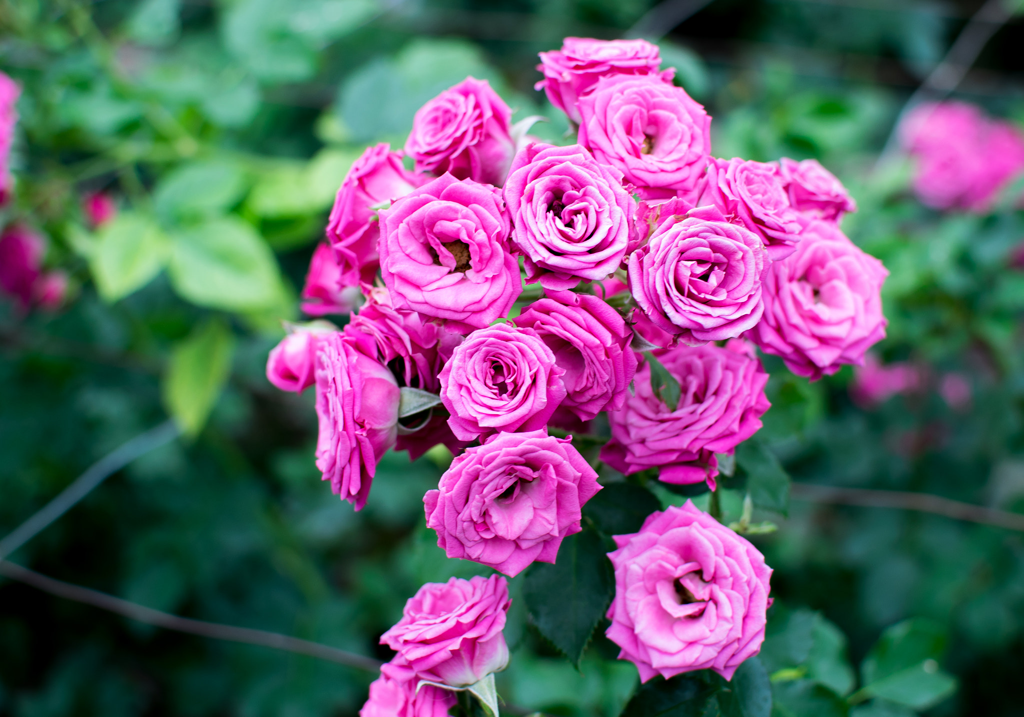 免费照片鲜花，一朵玫瑰作为你手机的屏保