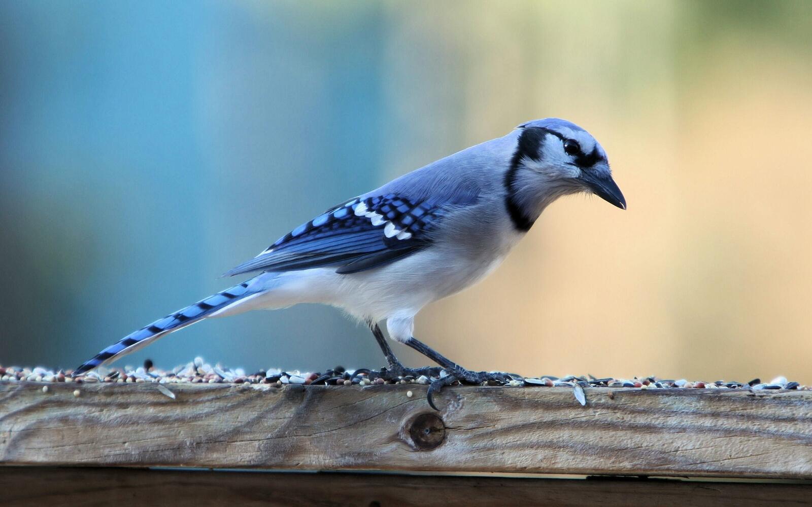 Обои птицы синий дикая природа на рабочий стол