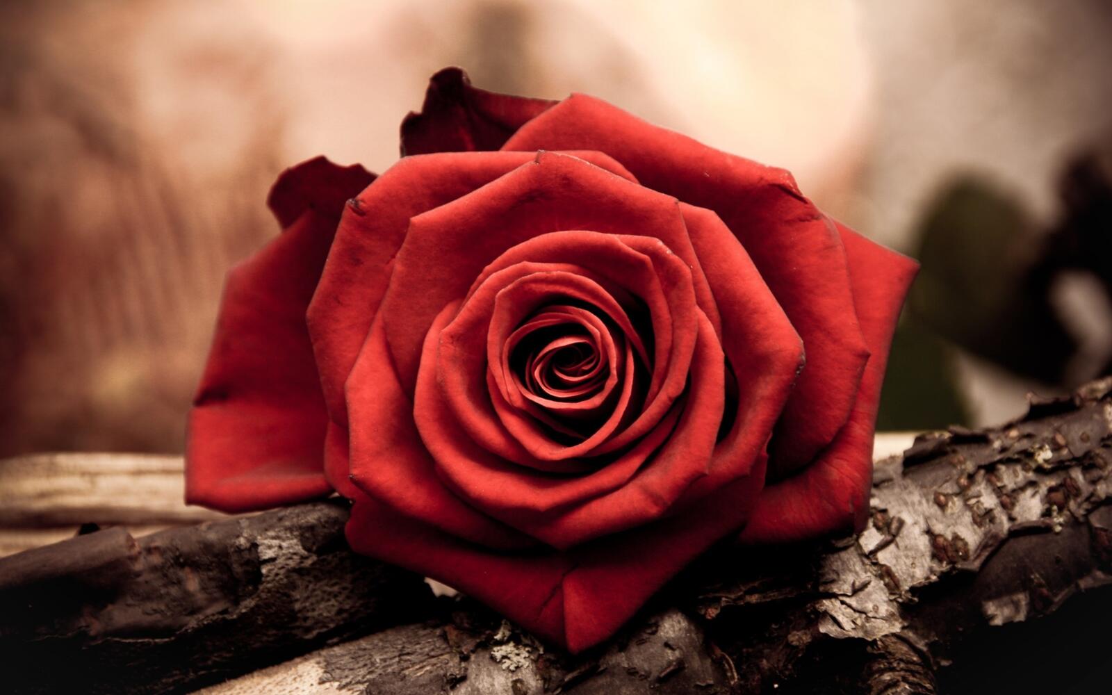 桌面上的壁纸红色 玫瑰 自然