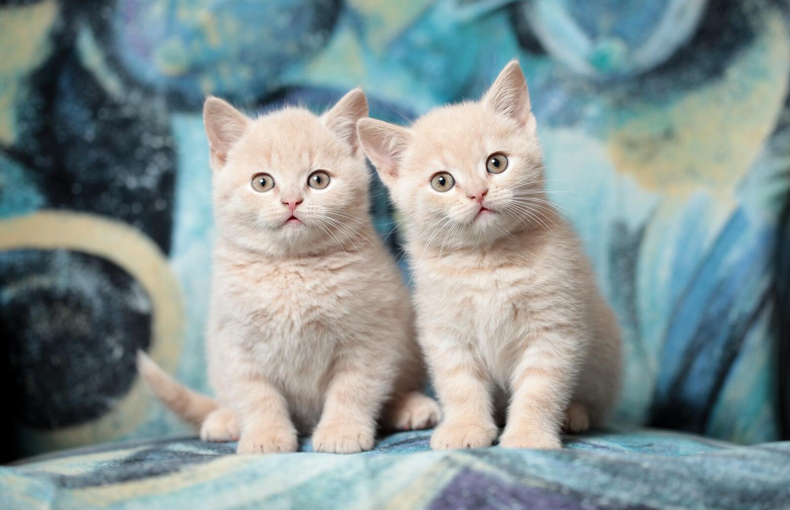 Обои Котята кошки British Shorthair на рабочий стол