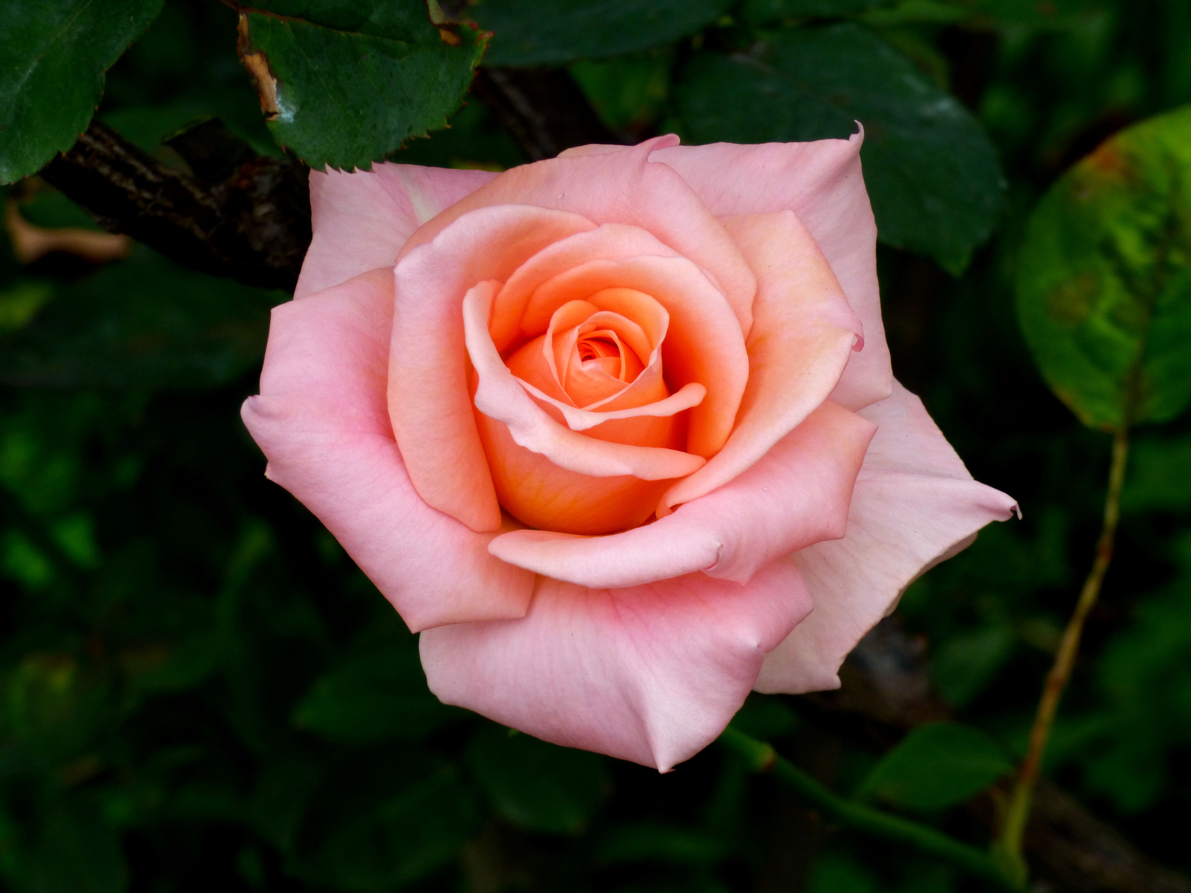 Photo free red rose, flora, pink rose