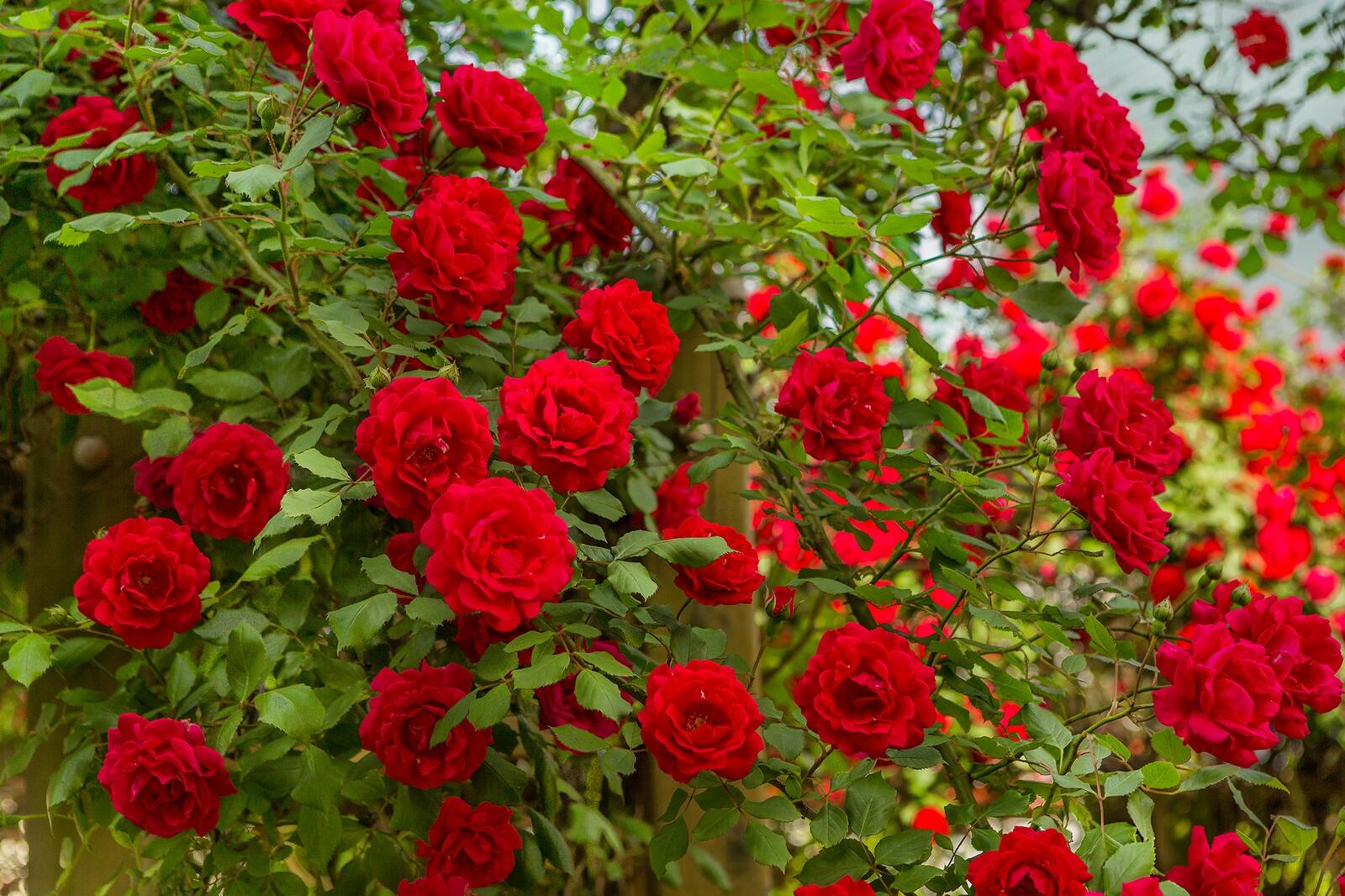 Обои розы цветы кустарник на рабочий стол