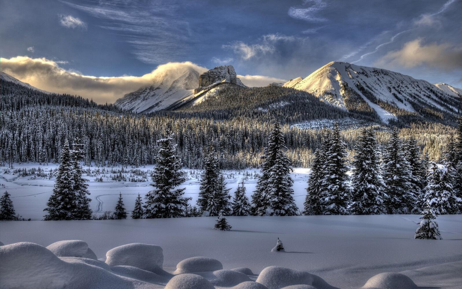Бесплатное фото Зимние елки на фоне гор