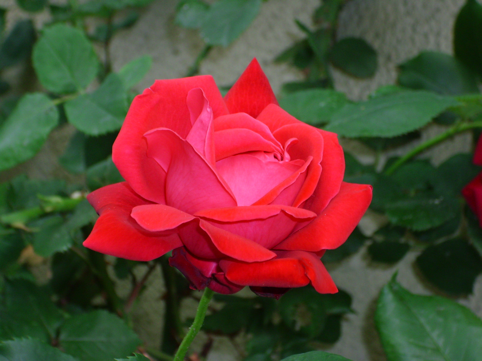 Фото бесплатно цветок, роза, розовая семья