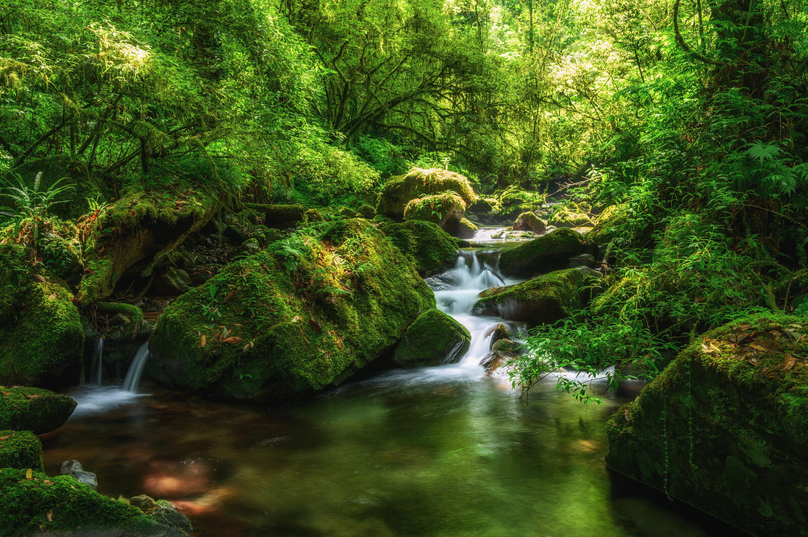 Wallpapers green moss landscapes forest on the desktop