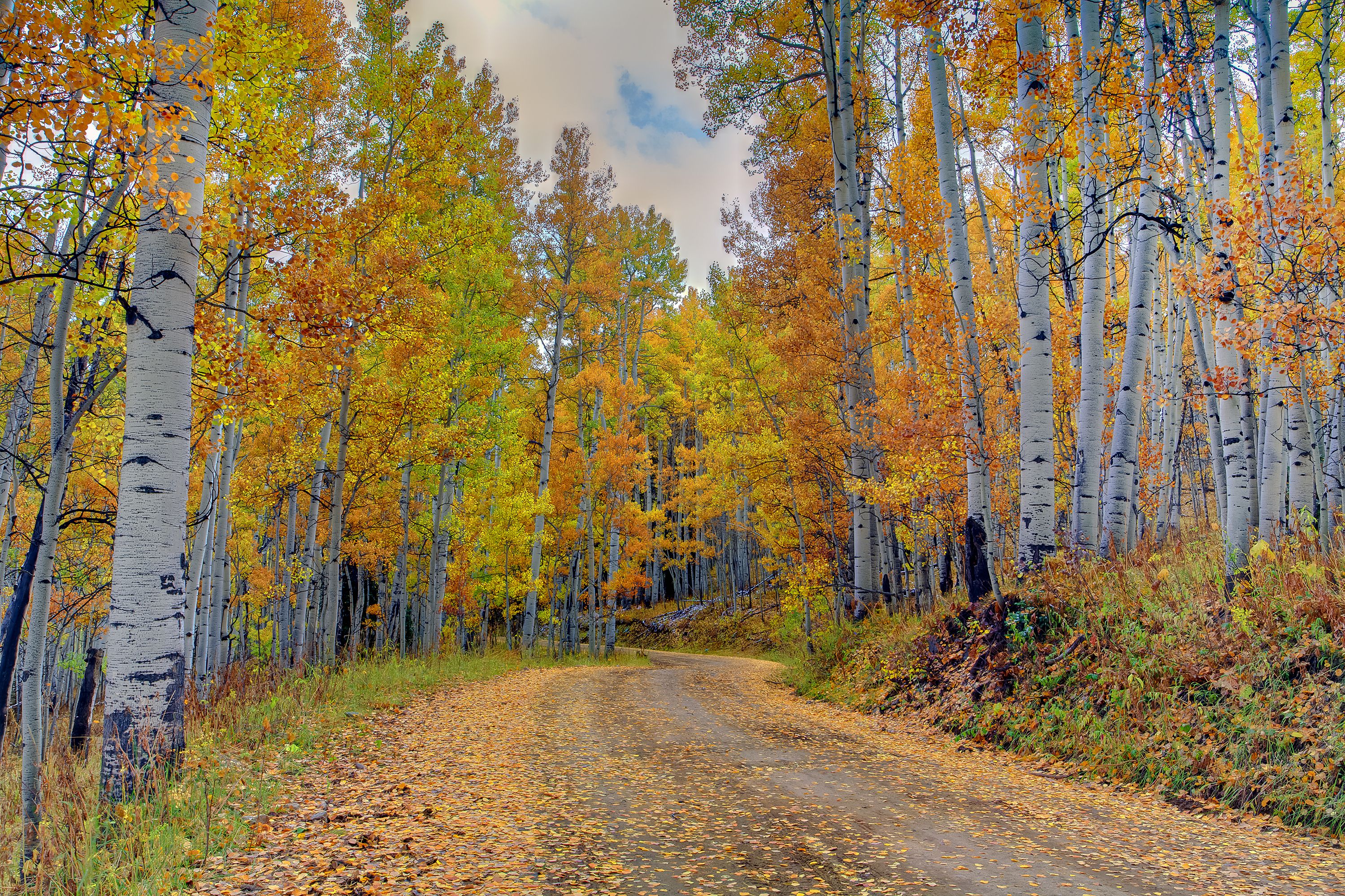 Photo free autumn forest road, autumn, birch
