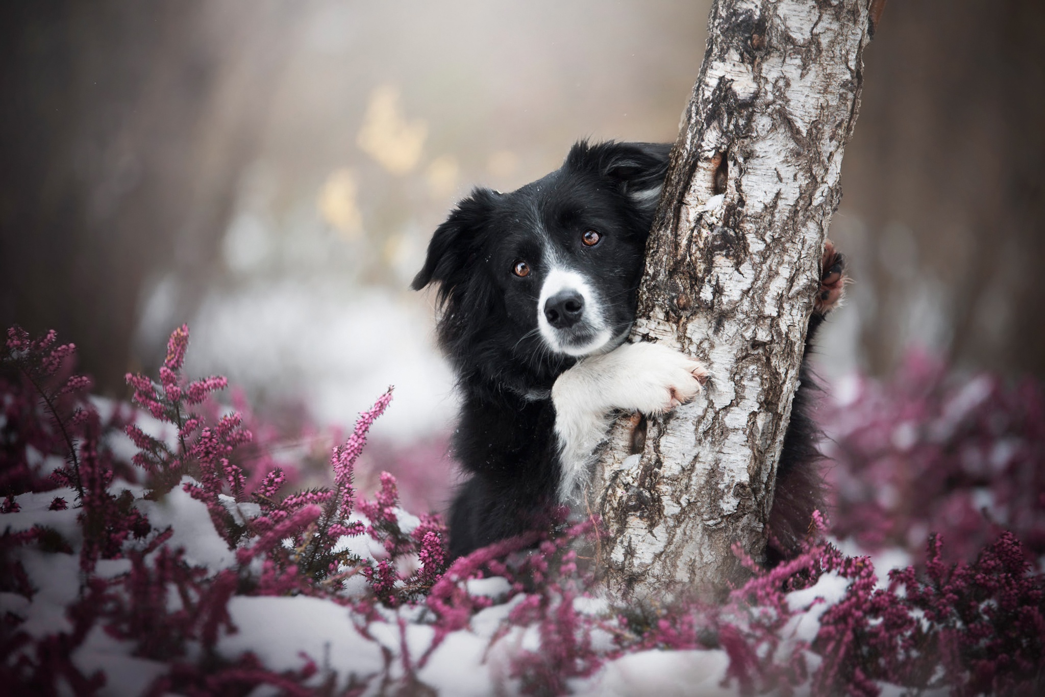 Download a free photo about dog border collie black. 