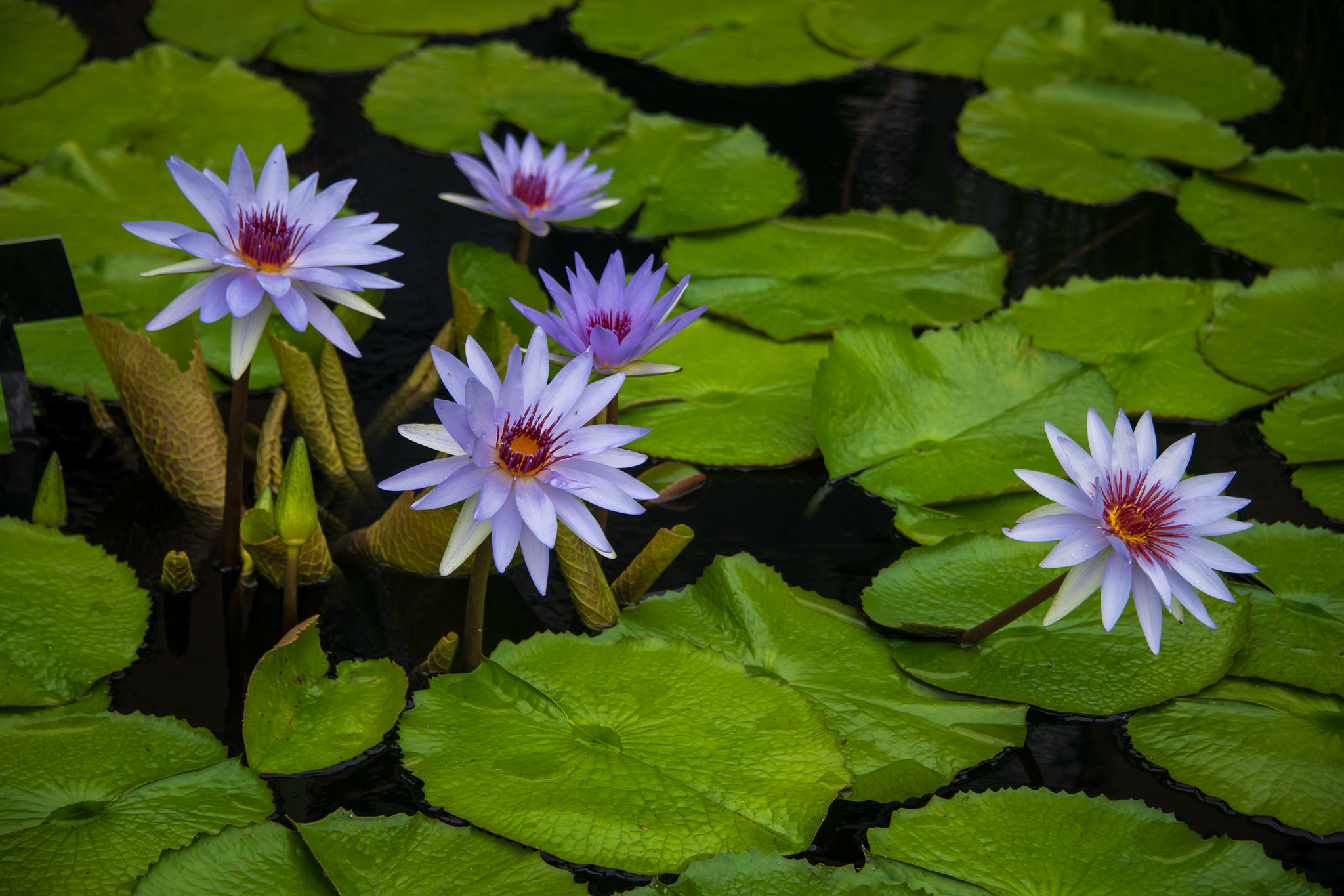 Фото бесплатно синие цветы, водяная лилия, цветы