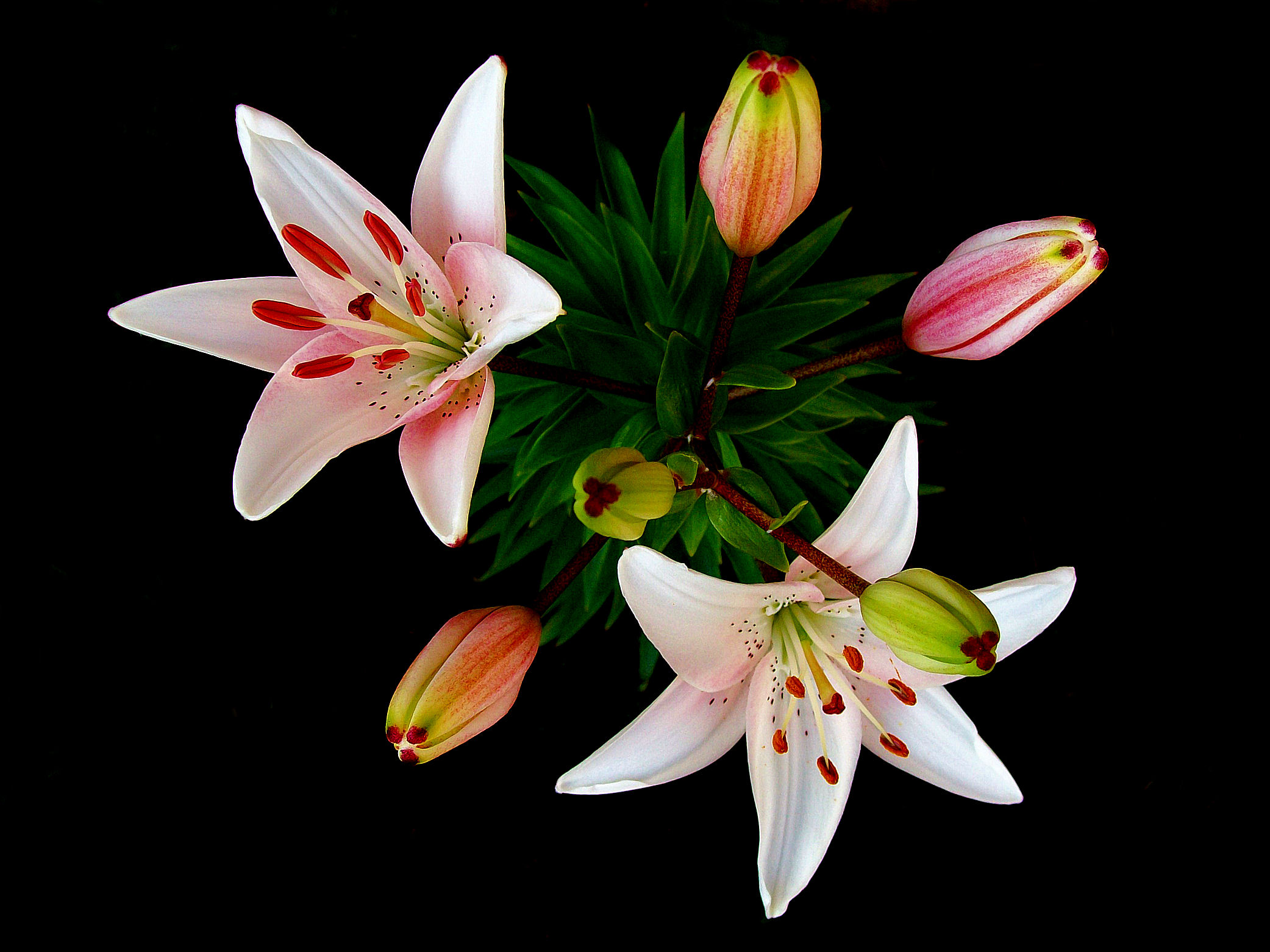 Фото бесплатно лилии, два цветка, цветок