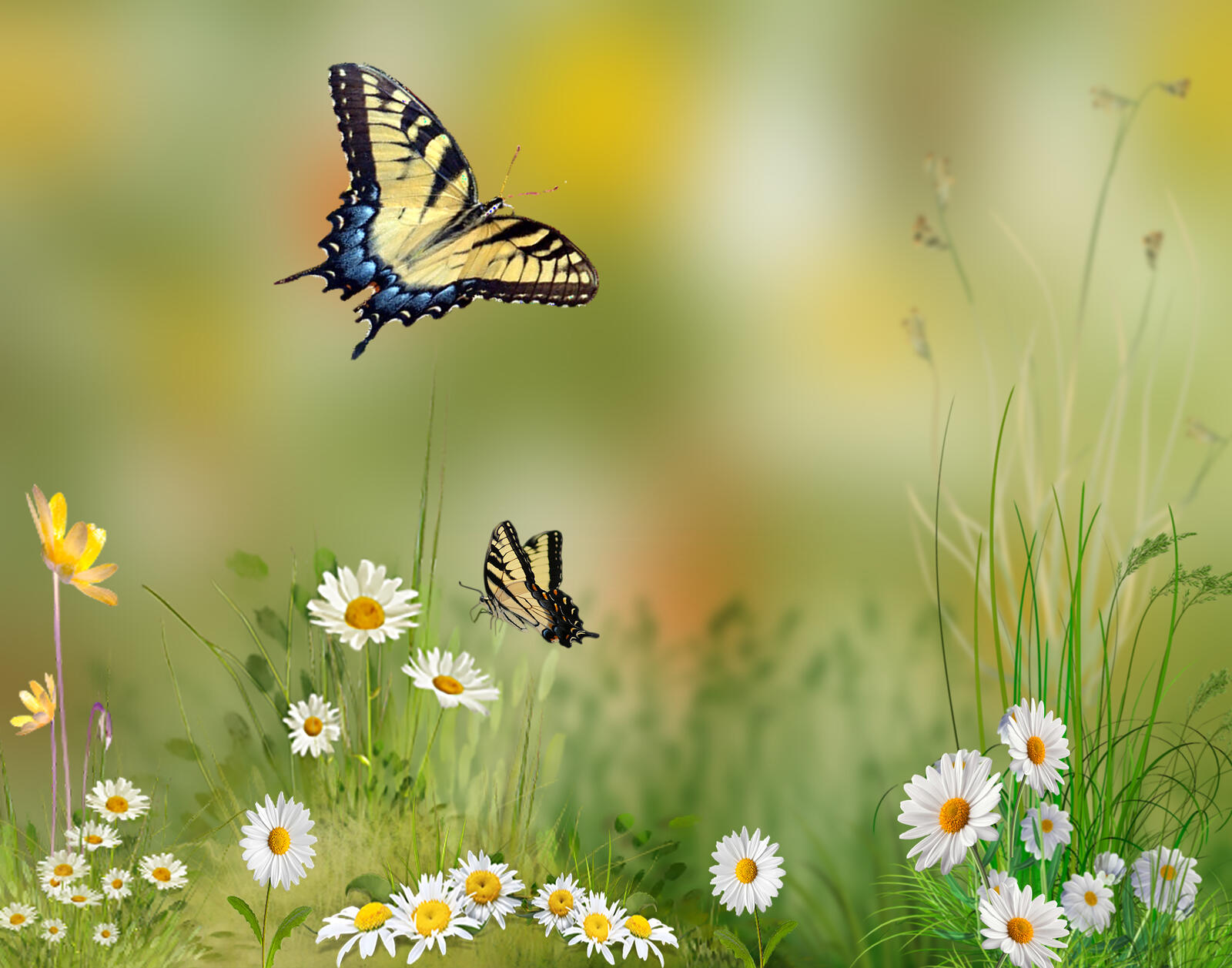 Wallpapers daisies butterflies flowers on the desktop