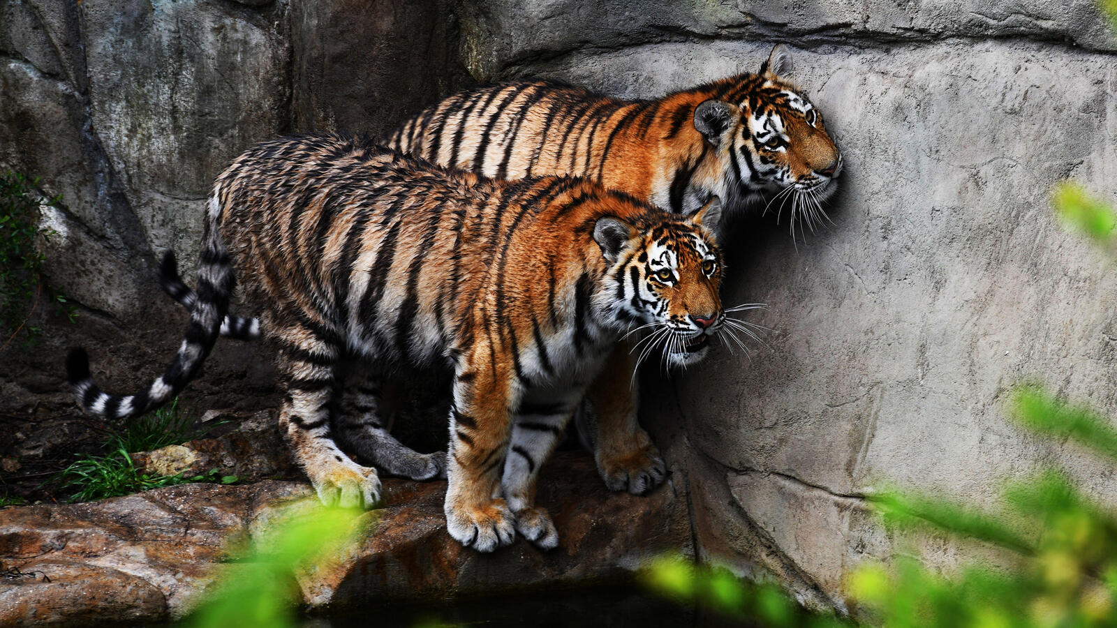 免费照片沐浴后的两只老虎