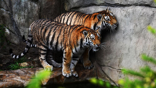 Two tigers after swimming