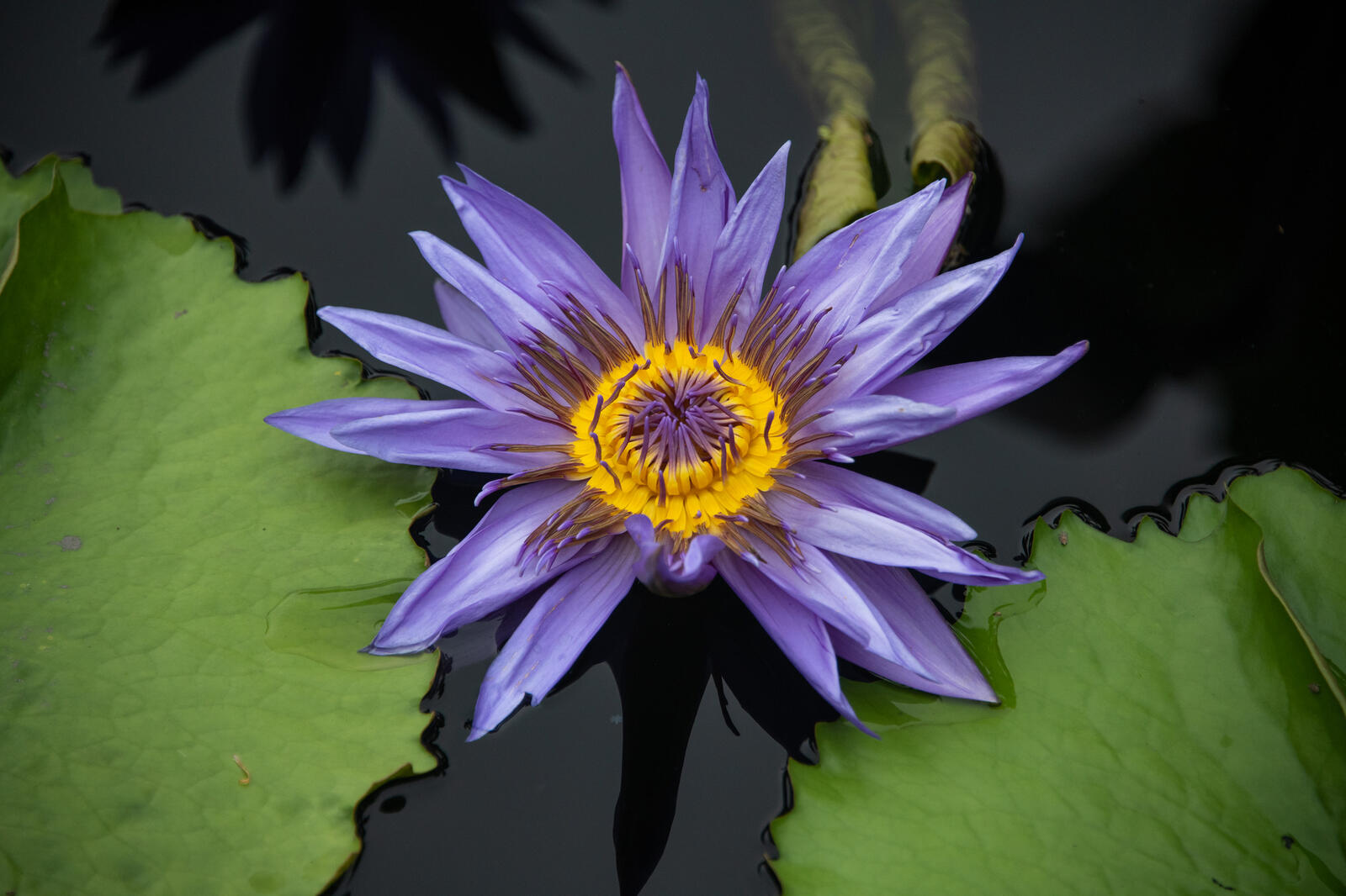 Wallpapers body of water water lily flowers blue on the desktop