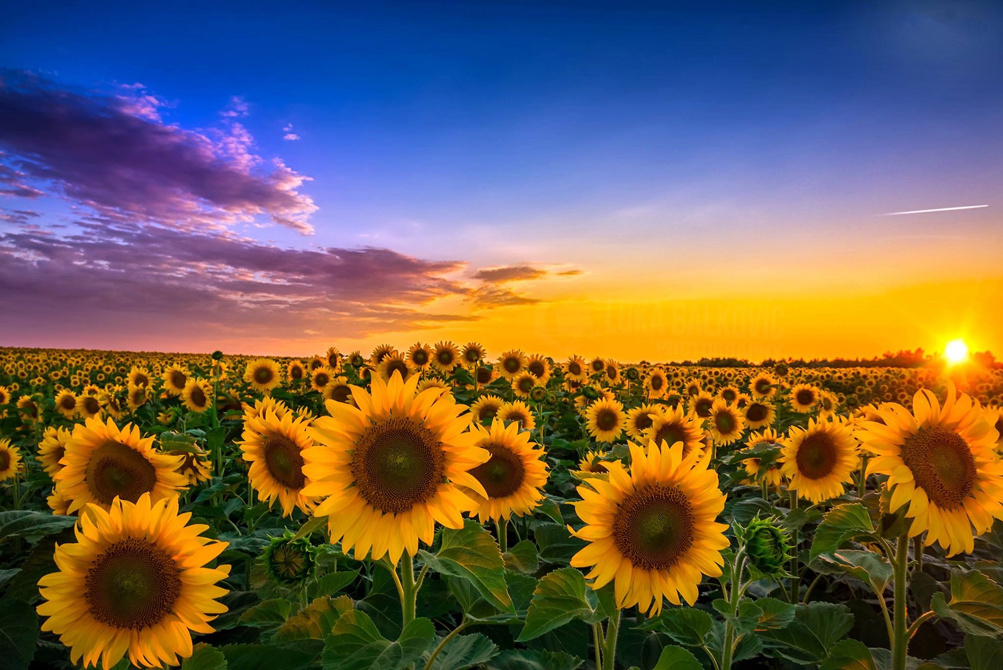 Wallpapers sunset landscape sunflowers on the desktop