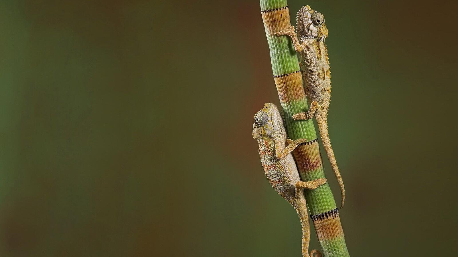 Wallpapers chameleons depth of field lizards macro nature plants on the desktop