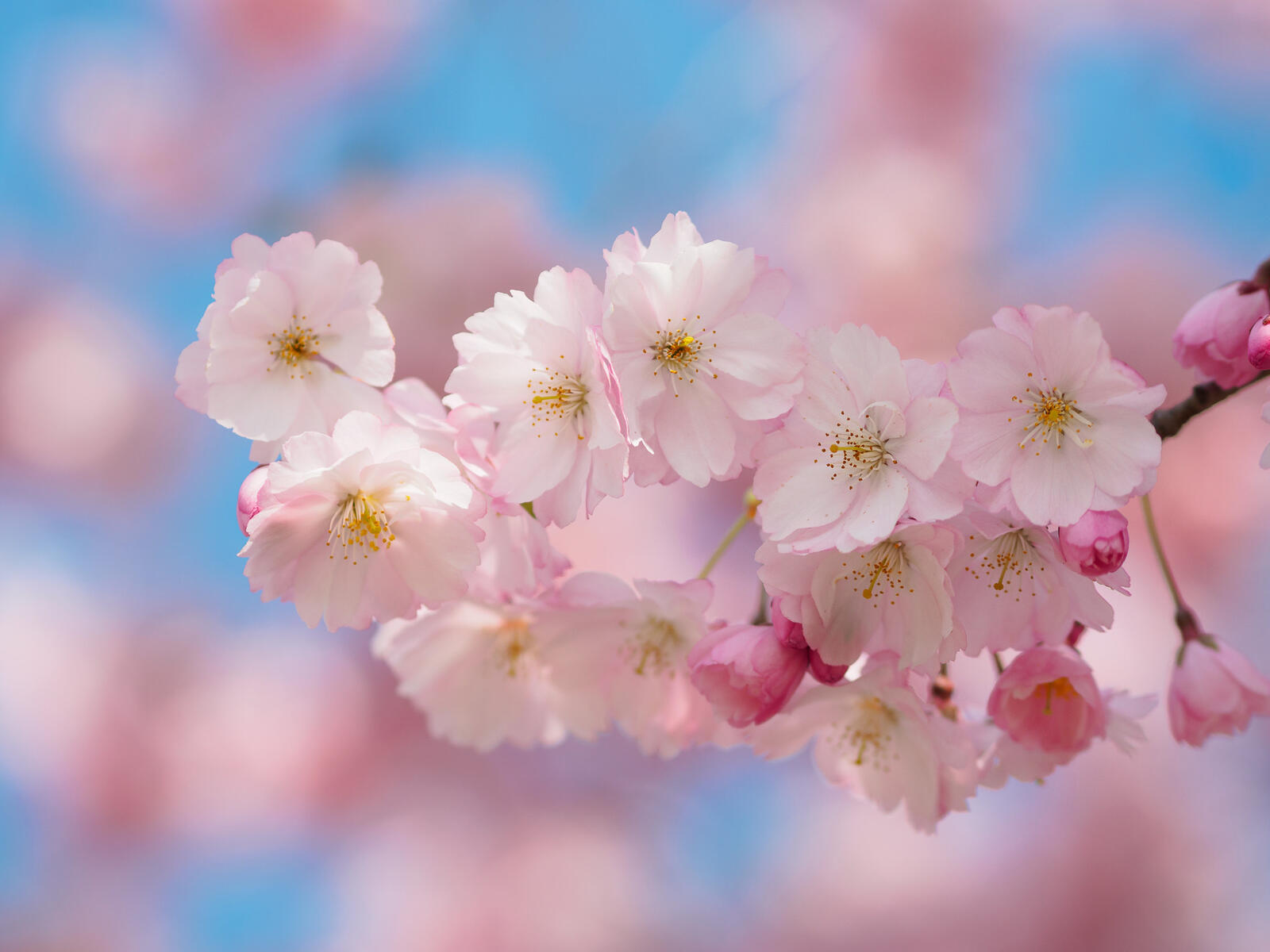 Обои флора Sakura Bavariae цветы на рабочий стол