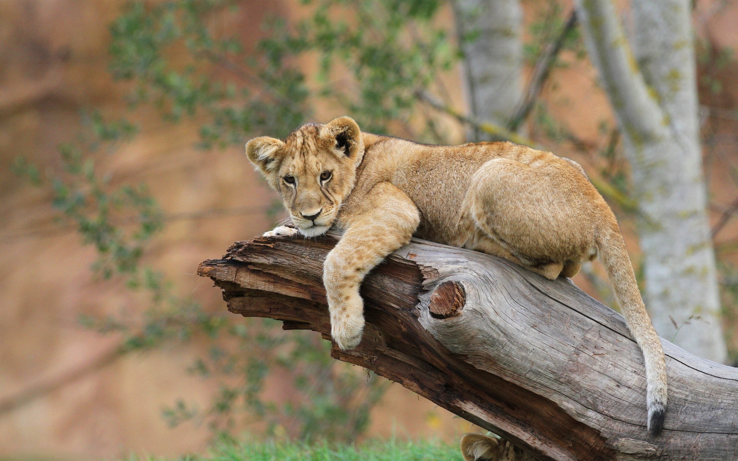 Wallpapers lion has a rest wild on the desktop