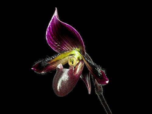 Orchid Paphiopedilum Maudiae Coloratum
