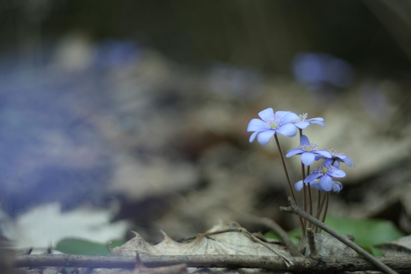 Обои голубые цветы цветы лес на рабочий стол