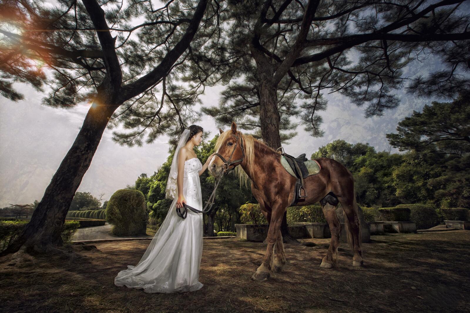 Обои свадебное платье невеста лошадь на рабочий стол