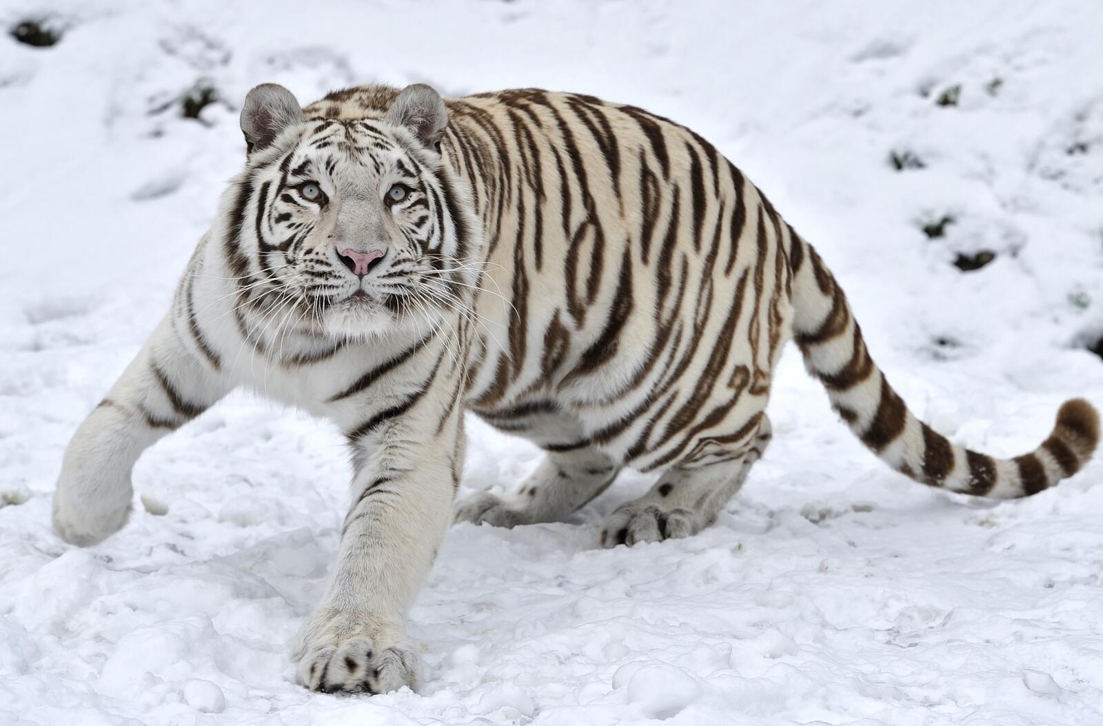 Бесплатное фото Белый тигр на снегу