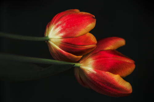 Tulips photo, in black background good quality