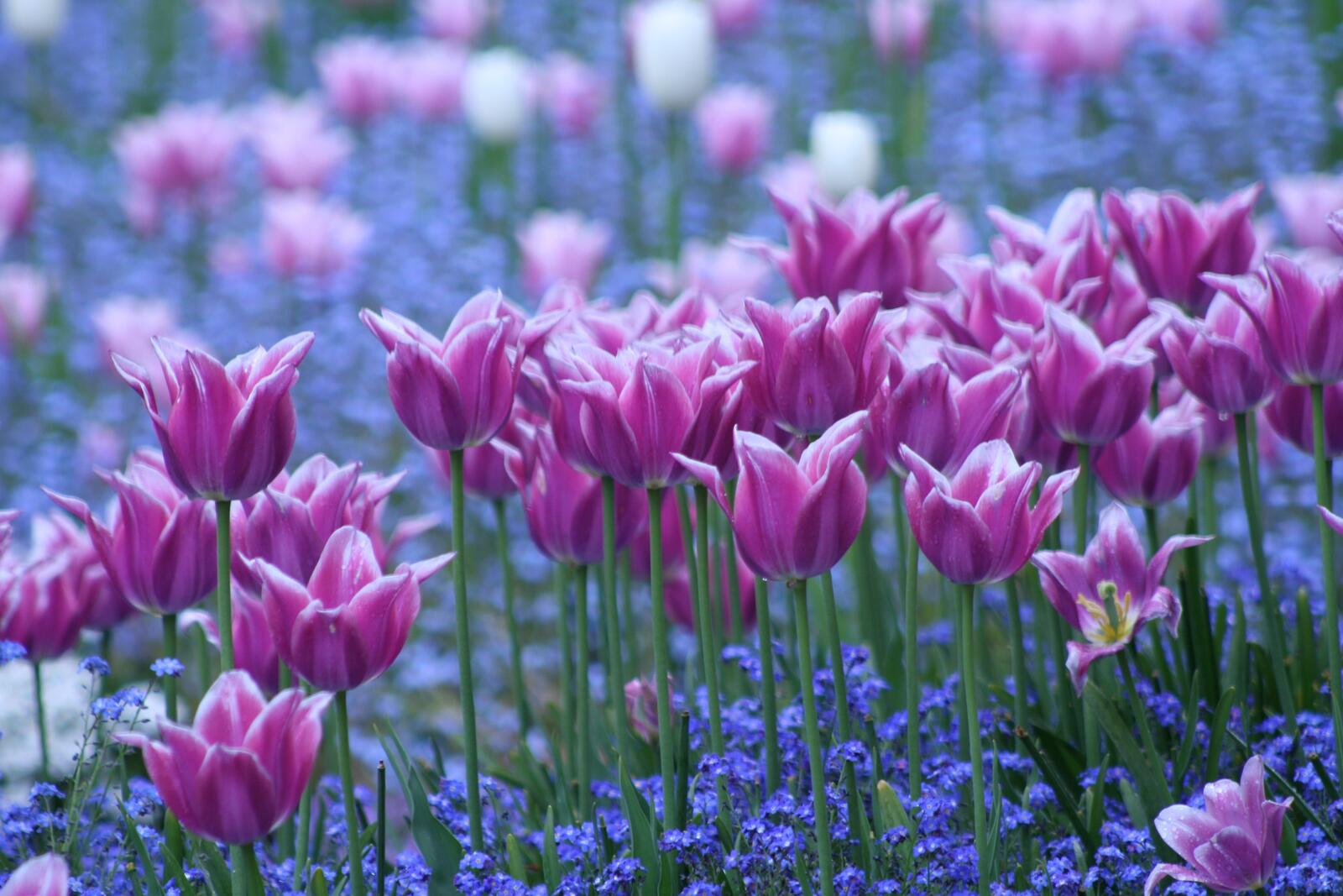 Wallpapers tulip tulips pink flowers on the desktop