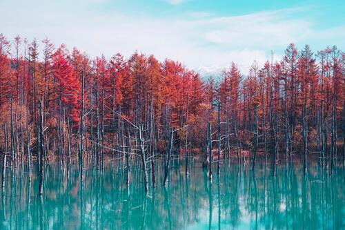 Autumn lake and forest