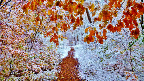 Autumn forest covered with snow