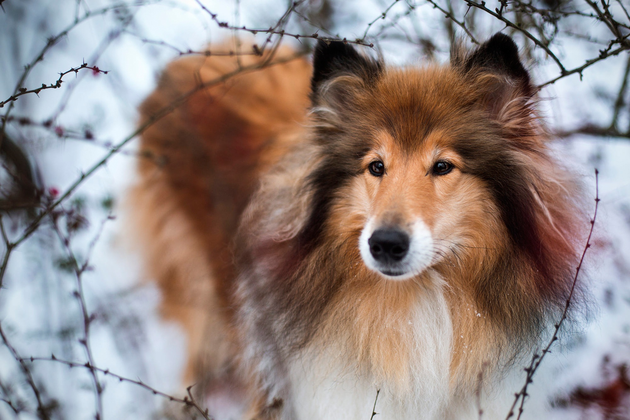 Sheltie, twigs and winter