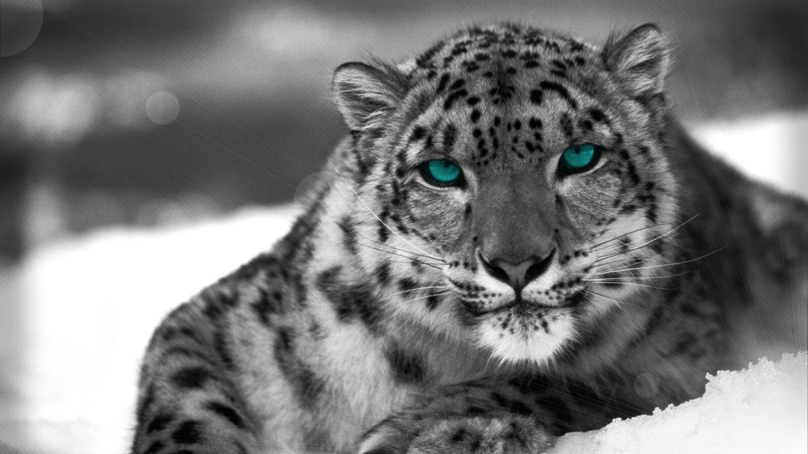 Wallpapers leopard monochrome snow on the desktop