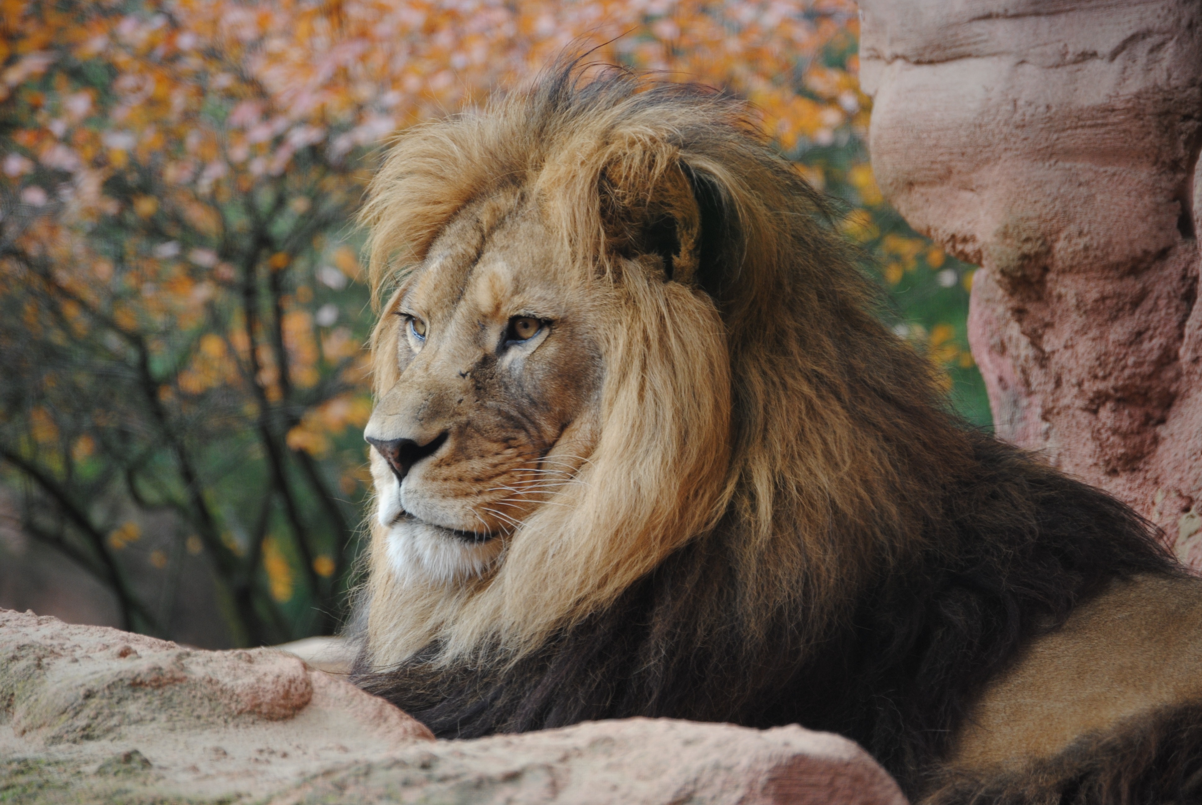 Фото бесплатно лев, отдых, грива