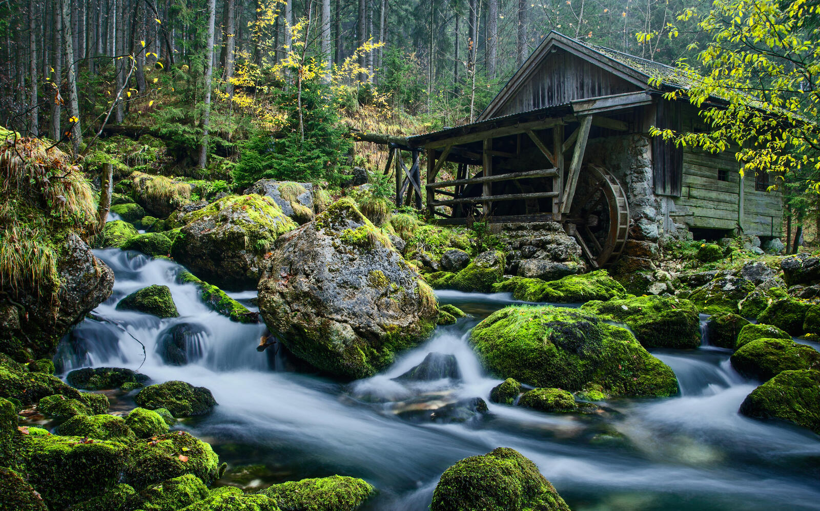 Wallpapers moss water mill forest on the desktop